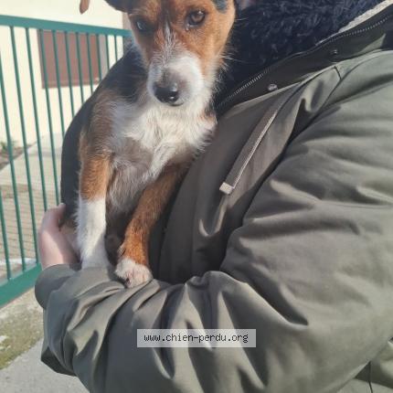 Photo 1/1 Chien trouvé Trouvé à Fabregues