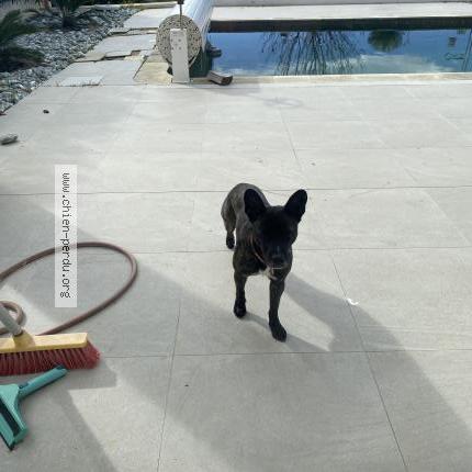 Photo 1/1 Chien trouvé Trouvé à Nice