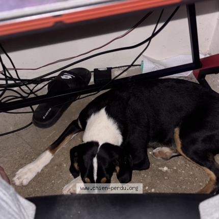 Photo 1/1 Chien retrouvé Perdu à Naves