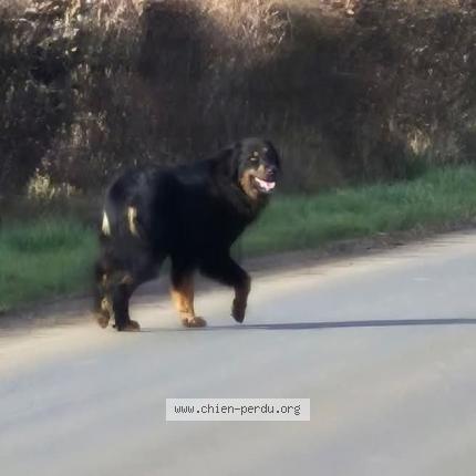Photo 1/1 Chien trouvé Trouvé à Montreuil la cambe