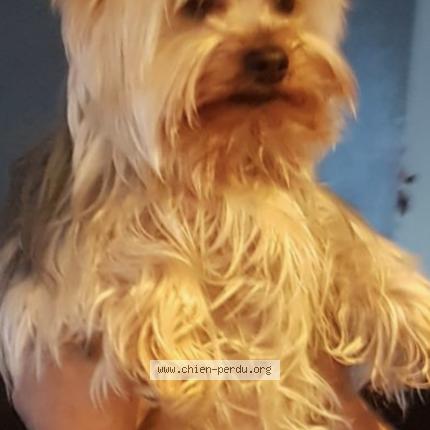 Photo 1/1 Chien retrouvé Perdu à Saleilles