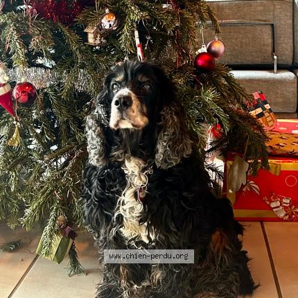 Photo 1/2 Reuben Chien perdu à Castex