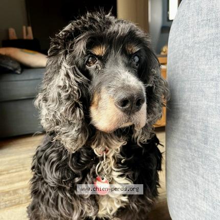 Photo 2/2 Reuben Chien perdu à Castex