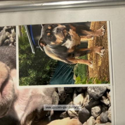 Photo de chien perdu à Cons La Grand Ville