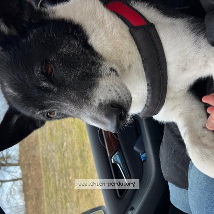 Photo 1/1 Chien retrouvé Perdu à Saint symphorien