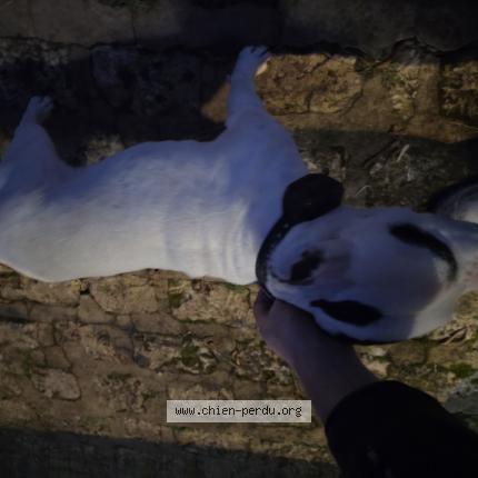 Photo 1/1 Chien retrouvé Trouvé à Treilles en gatinais