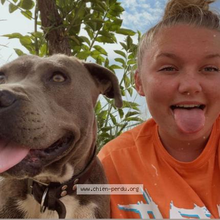 Photo 1/1 Chien retrouvé Perdu à Vivy