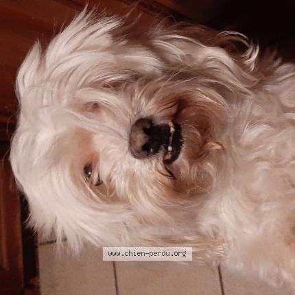 Photo 1/1 Chien trouvé Trouvé à Gonfreville l orcher