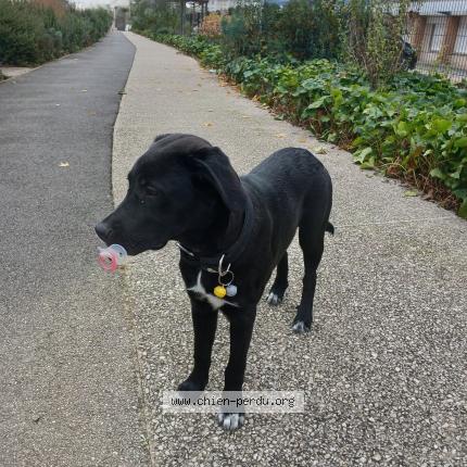 Photo 1/1 Chien retrouvé Perdu à Ingre