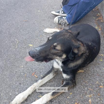 Photo 1/1 Tico Chien perdu à Toulon