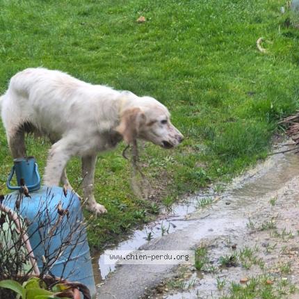 Photo 1/1 Chien trouvé Trouvé à Generac