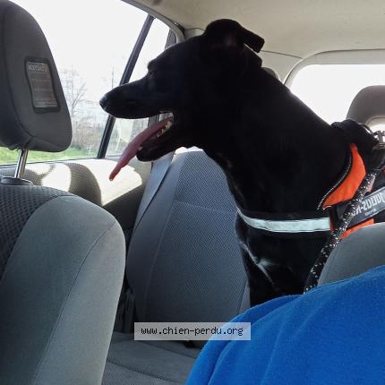 Photo 1/1 Onyx Chien perdu à Change