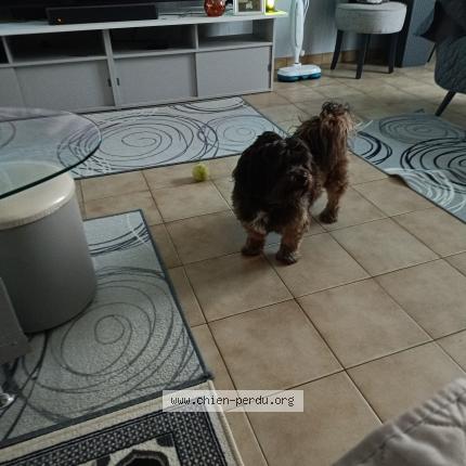 Photo 1/1 Marley Chien perdu à Lormont