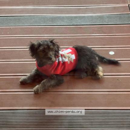 Photo 1/1 Sushi Chien perdu à Longpont sur orge