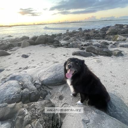 Photo 1/1 Okami Chien perdu à Lanhouarneau