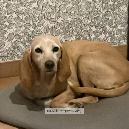 Photo de chien perdu à Monteils