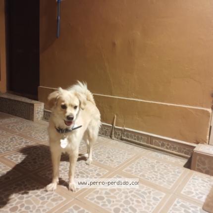 Photo de chien trouvé à Santiago