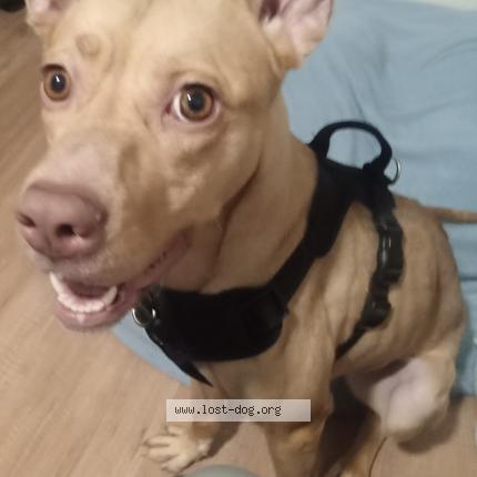 Photo de chien trouvé à Milpitas