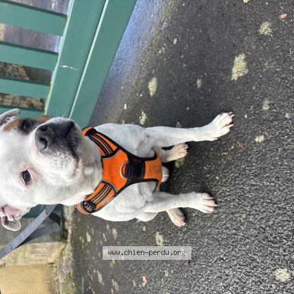 Photo 1/1 Chien retrouvé Trouvé à Saint erblon