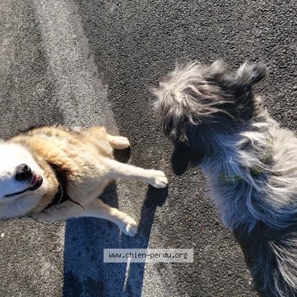 Photo de chien trouvé à Guidel