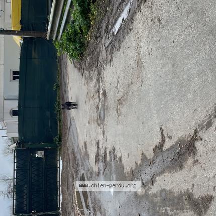 Photo 1/1 Chien trouvé Trouvé à Begles