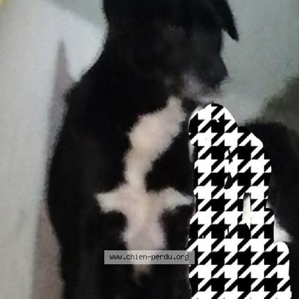 Photo 1/1 Tequila Chien perdu à Daumeray