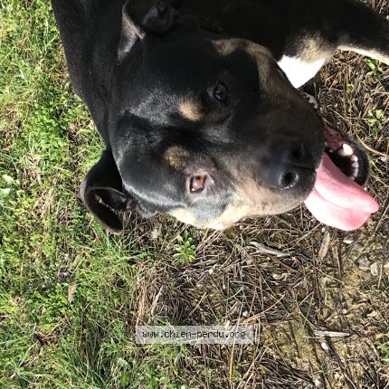 Photo 1/1 Chien trouvé Trouvé à Mons