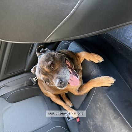 Photo de chien trouvé à Peyrestortes