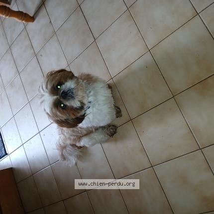 Photo de chien trouvé à La Bouilladisse
