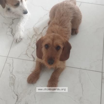 Photo 1/1 Avana Chien perdu à Huriel