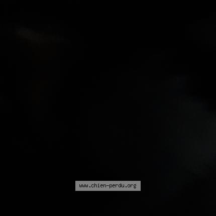 Photo 1/1 Chien trouvé Trouvé à Malaussene