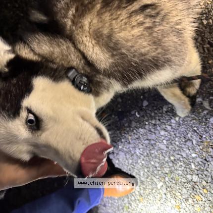 Photo 1/1 Chien trouvé Trouvé à Peyrehorade