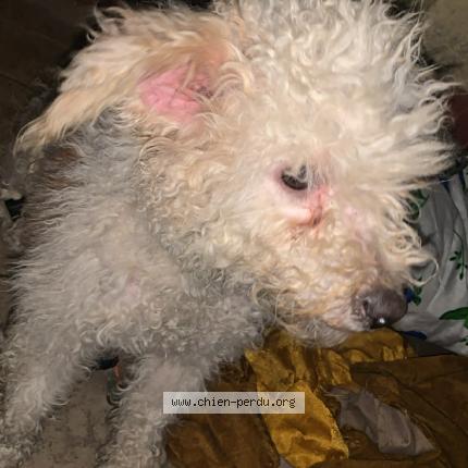 Photo 1/1 Chien trouvé Trouvé à Alger