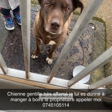 Photo 1/2 Chien trouvé Trouvé à Audincourt