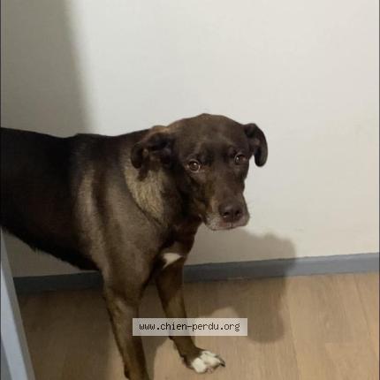 Photo 2/2 Chien trouvé Trouvé à Audincourt