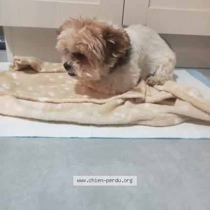 Photo 1/1 Chien trouvé Trouvé à Ficheux