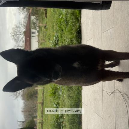 Photo 1/1 Chien trouvé Trouvé à Urcuit