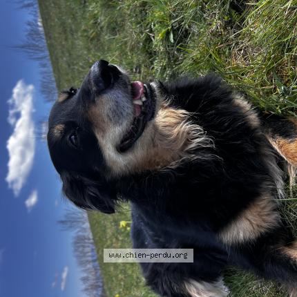 Photo 1/1 Papouille Chien perdu à Tullins