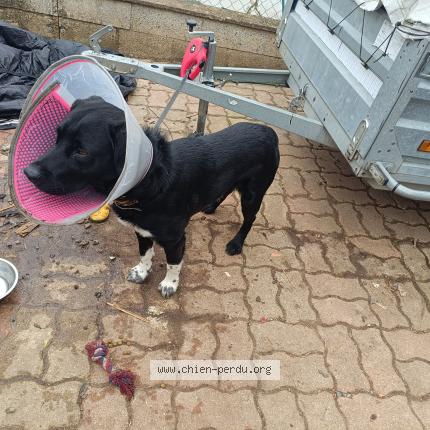 Photo 1/1 Chien retrouvé Trouvé à Orry la ville