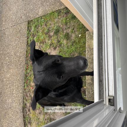 Photo 1/1 Chien trouvé Trouvé à St brice sous foret