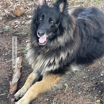 Photo 1/1 Chien retrouvé Perdu à Quillan