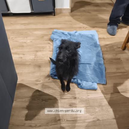 Photo 1/1 Chien trouvé Trouvé à Fitz james