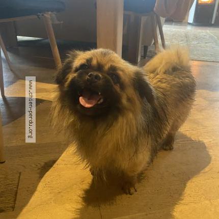 Photo 1/1 Simba Chien perdu à Plomb