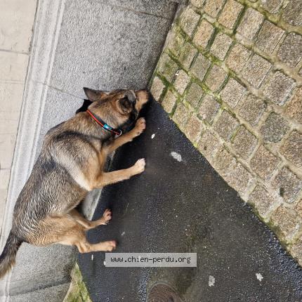 Photo 1/1 Chien trouvé Trouvé à Le mans