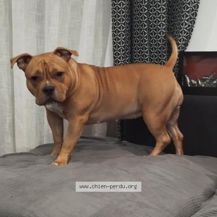 Photo 1/1 Chien retrouvé Perdu à Aubord