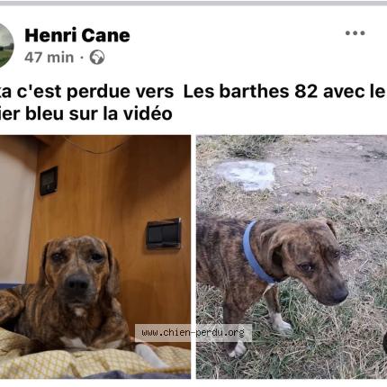 Photo de chien perdu à Castelsarrasin