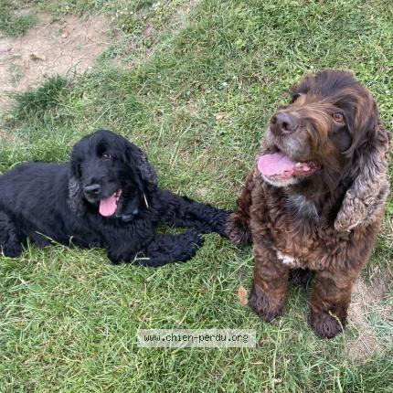 Photo de chien perdu à Cancon