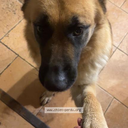 Photo 1/1 Tina Chien perdu à Molac