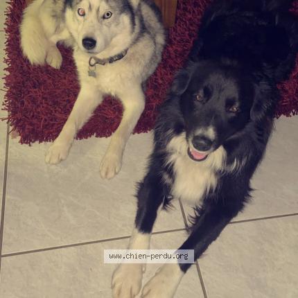 Photo 1/1 Chien retrouvé Perdu à Aussonne