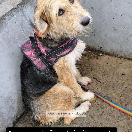 Photo de chien trouvé à Buenos Aires